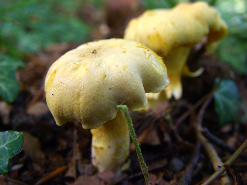 cantharellus cibarius?